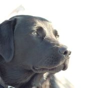 Training Lemmer 4418