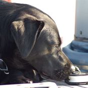 Training Lemmer 4438