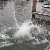 North Sea Regatta 2963