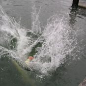 North Sea Regatta 3025