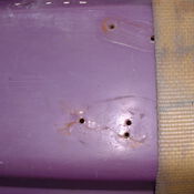 Renovatie NED268 317